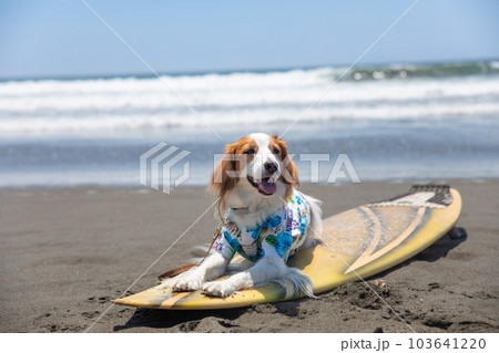 海でアロハシャツを着た犬がサーフボードに乗っている 海でアロハシャツを着た犬がサーフボードに乗っている 103641220