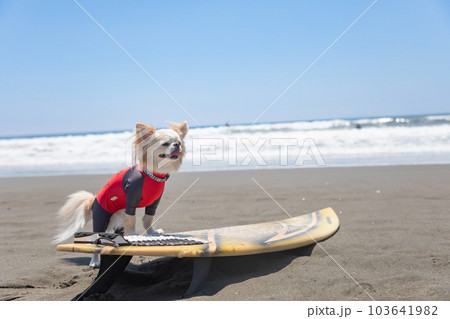 海でサーフボードに乗ったラッシュガードを着たチワワ 海でサーフボードに乗ったラッシュガードを着たチワワ 103641982