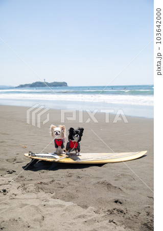 海でサーフボードに乗ったラッシュガードを着たチワワ 海でサーフボードに乗ったラッシュガードを着たチワワ 103642000