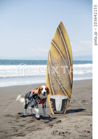 海でサーフボードに乗る犬 103642155