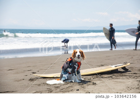 海でサーフボードに乗る犬 海でサーフボードに乗る犬 103642156