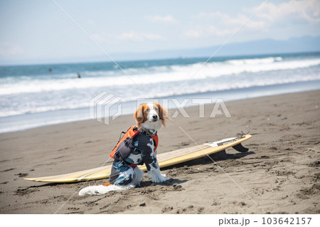 海でサーフボードに乗る犬 103642157