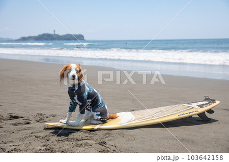 海でサーフボードに乗る犬 103642158