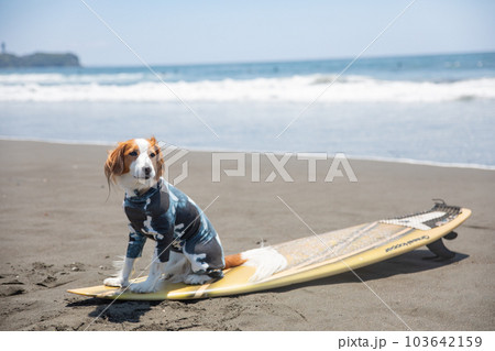 海でサーフボードに乗る犬 103642159