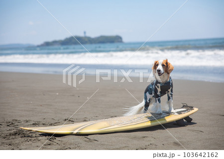 海でサーフボードに乗る犬 103642162