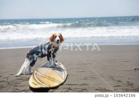海でサーフボードに乗る犬 103642166