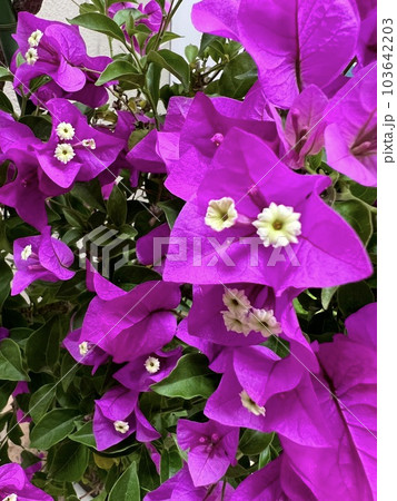 紫ブーゲンビリアのアップ写真の写真素材 [103642203] - PIXTA