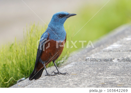 海岸近くにいたオスのイソヒヨドリ 103642269