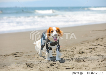 海辺で遊ぶラッシュガードを着た犬 海辺で遊ぶラッシュガードを着た犬 103642333