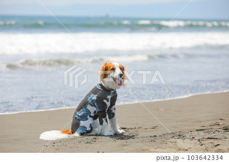 海辺で遊ぶラッシュガードを着た犬 海辺で遊ぶラッシュガードを着た犬 103642334