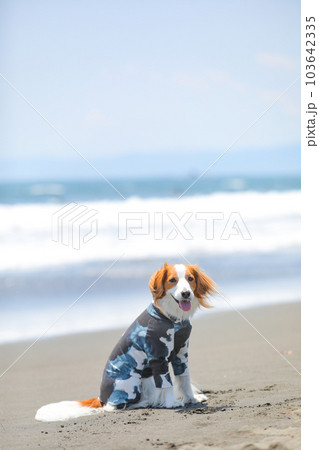 海辺で遊ぶラッシュガードを着た犬 103642335