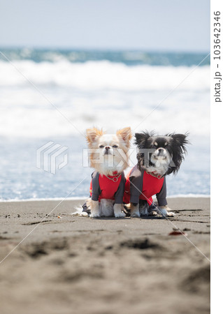 海辺で遊ぶラッシュガードを着た犬 103642346