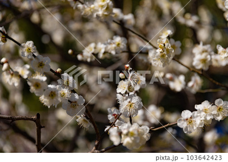 早春の白梅の花 早春の白梅の花 103642423