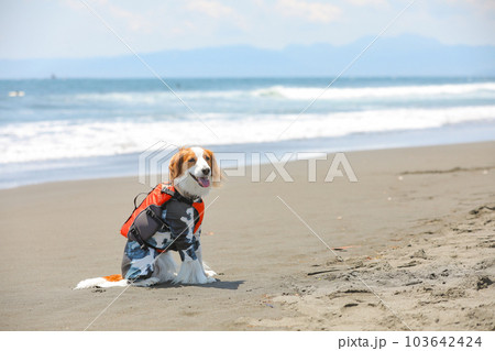 海辺でライフジャケットとラッシュガードを着た犬 海辺でライフジャケットとラッシュガードを着た犬 103642424