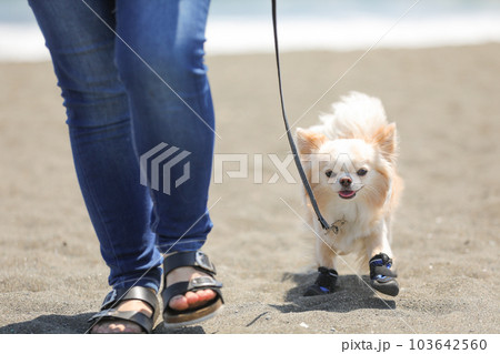 靴を履いて海辺を飼い主と散歩する犬 103642560