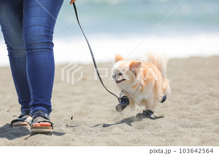靴を履いて海辺を飼い主と散歩する犬 103642564