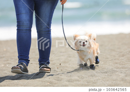 靴を履いて海辺を飼い主と散歩する犬 103642565