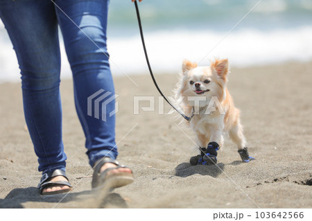靴を履いて海辺を飼い主と散歩する犬 103642566