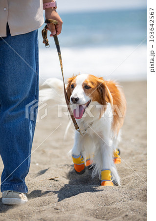 靴を履いて海辺を飼い主と散歩する犬 103642567