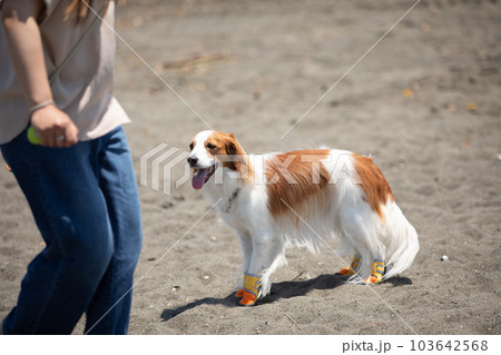 靴を履いて海辺を飼い主と散歩する犬 103642568