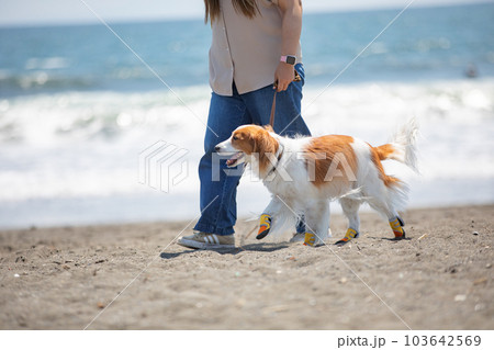 靴を履いて海辺を飼い主と散歩する犬 103642569