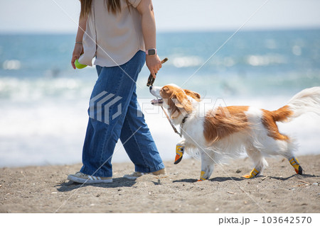 靴を履いて海辺を飼い主と散歩する犬 靴を履いて海辺を飼い主と散歩する犬 103642570