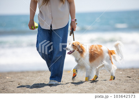 靴を履いて海辺を飼い主と散歩する犬 靴を履いて海辺を飼い主と散歩する犬 103642573