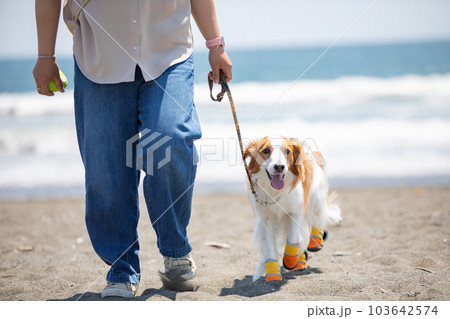 靴を履いて海辺を飼い主と散歩する犬 103642574