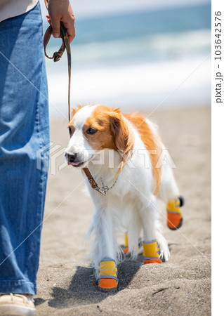 靴を履いて海辺を飼い主と散歩する犬 靴を履いて海辺を飼い主と散歩する犬 103642576
