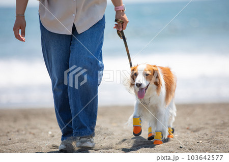 靴を履いて海辺を飼い主と散歩する犬 103642577