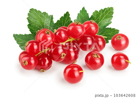 Red currant berry isolated on white background 103642608