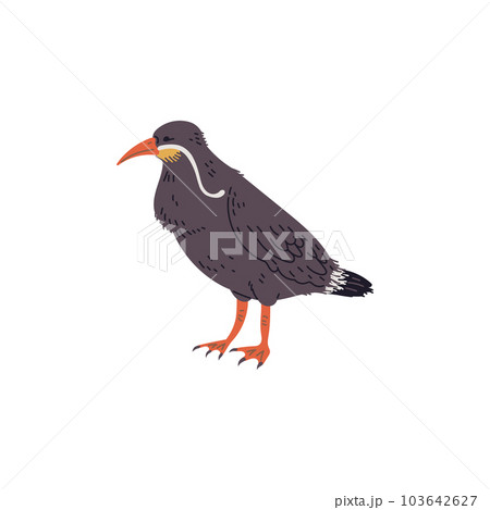 Vector illustration of an inca tern, unique bird with a long white mustache, isolated on white background Vector illustration of an inca tern, unique bird with a long white mustache, isolated on white background 103642627
