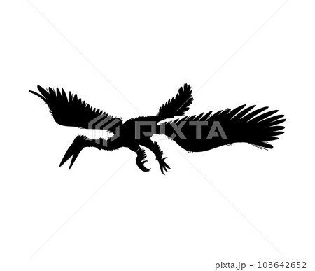 Enantiornis dinosaur, black silhouette icon, vector illustration isolated on white background. Enantiornis dinosaur, black silhouette icon, vector illustration isolated on white background. 103642652