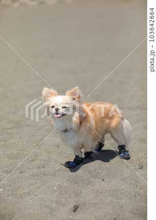 犬用の靴を履いて海辺を歩く犬 犬用の靴を履いて海辺を歩く犬 103642664
