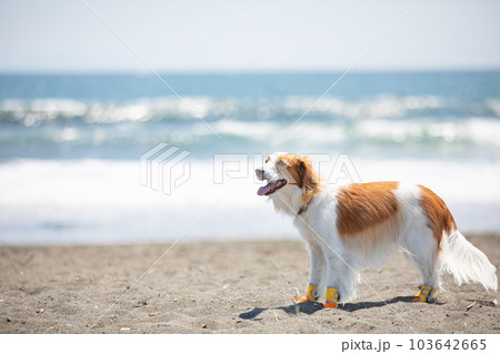 犬用の靴を履いて海辺を歩く犬 103642665