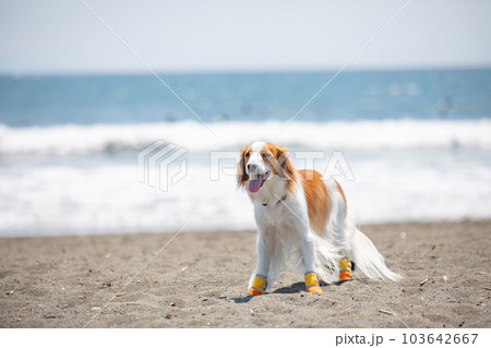 犬用の靴を履いて海辺を歩く犬 犬用の靴を履いて海辺を歩く犬 103642667