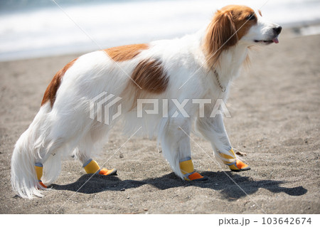 犬用の靴を履いて海辺を歩く犬 103642674