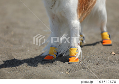 犬用の靴を履いて海辺を歩く犬 103642678