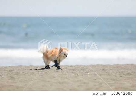 犬用の靴を履いて海辺を歩く犬 犬用の靴を履いて海辺を歩く犬 103642680