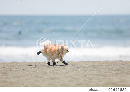 犬用の靴を履いて海辺を歩く犬 103642682