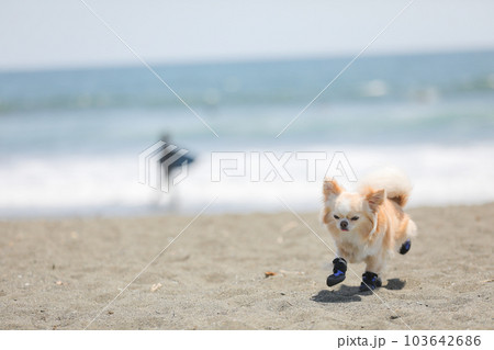 犬用の靴を履いて海辺を歩く犬 犬用の靴を履いて海辺を歩く犬 103642686