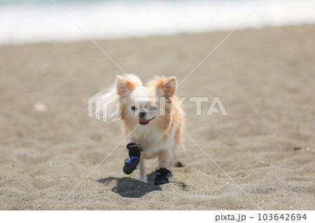 犬用の靴を履いて海辺を歩く犬 犬用の靴を履いて海辺を歩く犬 103642694