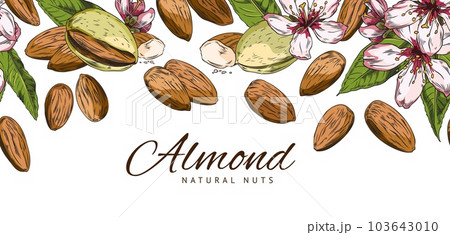 Natural almond nuts advertising banner with text, colored sketch vector illustration. 103643010