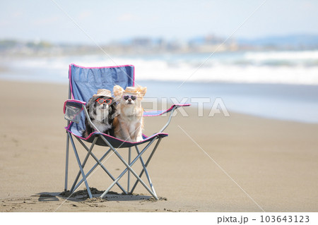 海辺でアウトドアチェアーに乗ってサングラスと麦わら帽子を付けた犬 103643123