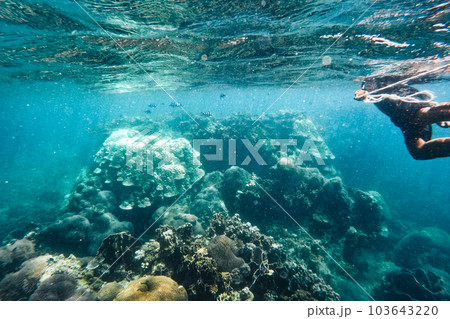 Under the sea corals and fish 103643220