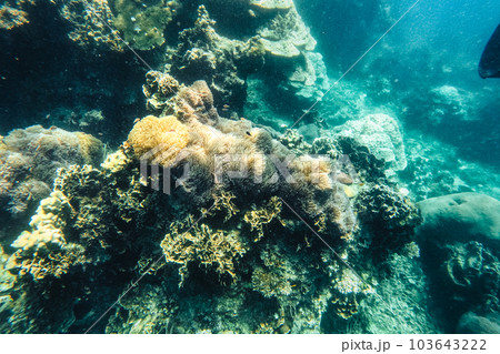 Under the sea corals and fish 103643222