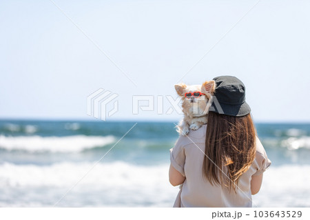 海で遊ぶチワワと飼い主 海で遊ぶチワワと飼い主 103643529