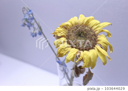 枯れたひまわり 103644029