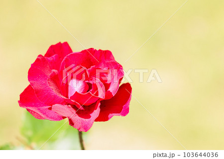 多くの人々の心を癒す色とりどりに咲き誇るバラの花たち 多くの人々の心を癒す色とりどりに咲き誇るバラの花たち 103644036
