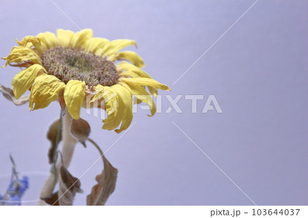 枯れたひまわり 103644037